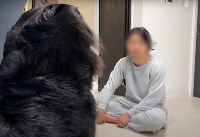 犬の背中と向き合う人