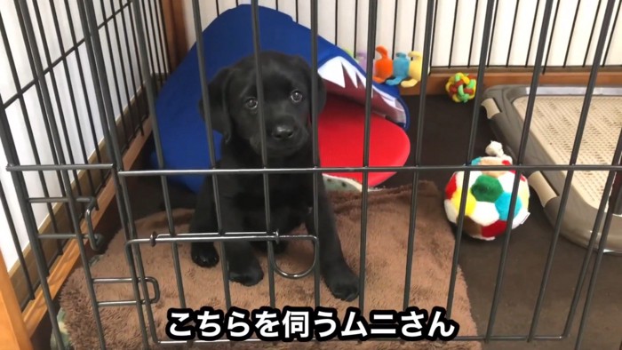 靴下で遊ぶムニくん