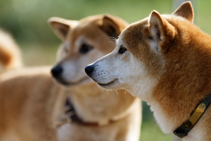 同じ方を見ている2匹の柴犬