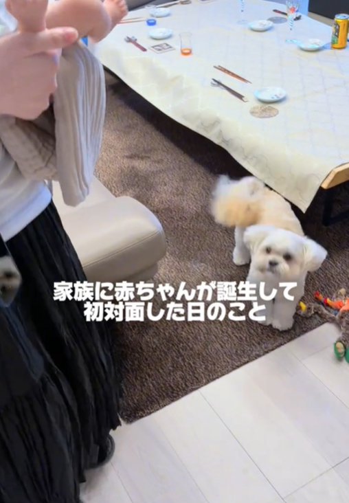 見上げる犬