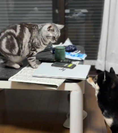 一緒に暮らす猫ちゃん