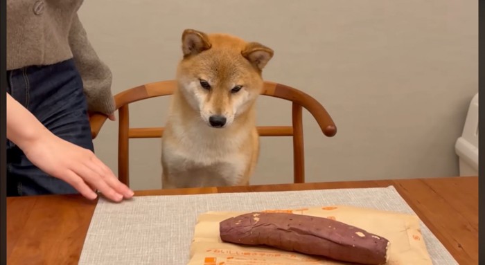 イスの上に座って焼き芋を見つめる犬