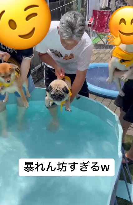 3匹のワンコ
