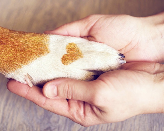 ハートの模様がある犬