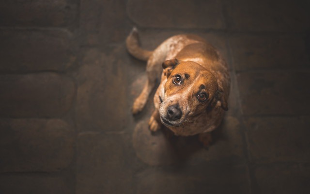 見上げる犬