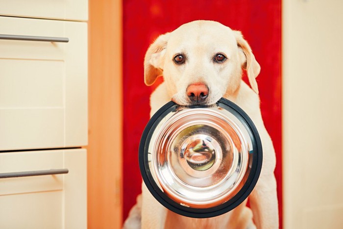 フードボウルをくわえる犬