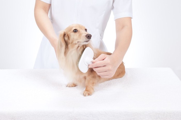 トリマーさんにブラッシングされる犬