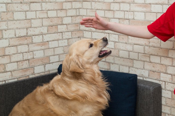 撫でようとする手に威嚇する犬