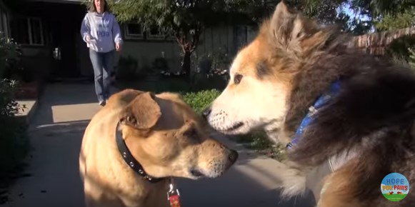 犬仲間に出会う