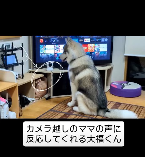 吠える犬