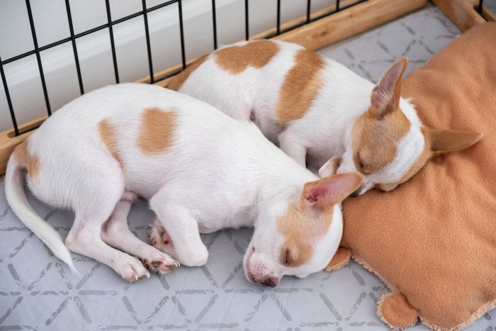 ハウスの中で眠る2頭の子犬