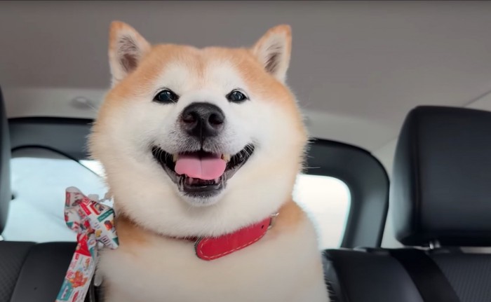 笑顔の柴犬