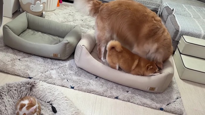 大喜びのわんこたち