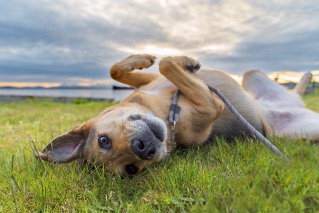 芝生で転がる犬