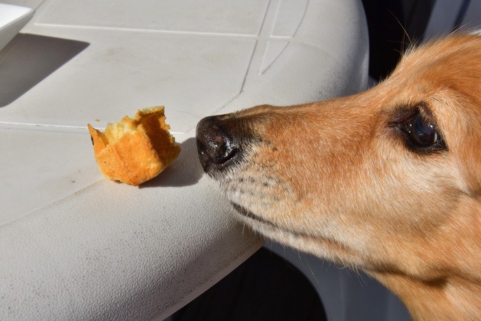 黒糖を食べようとする柴犬