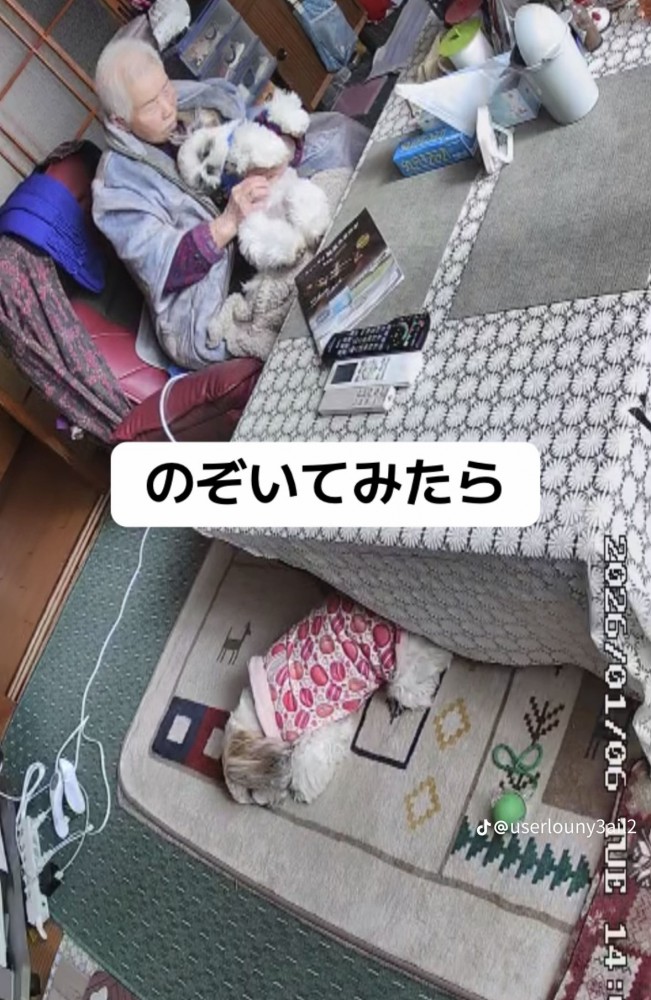 おばあちゃんと2匹の犬1