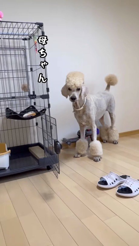 飼い主を見つめるクリーム色の犬