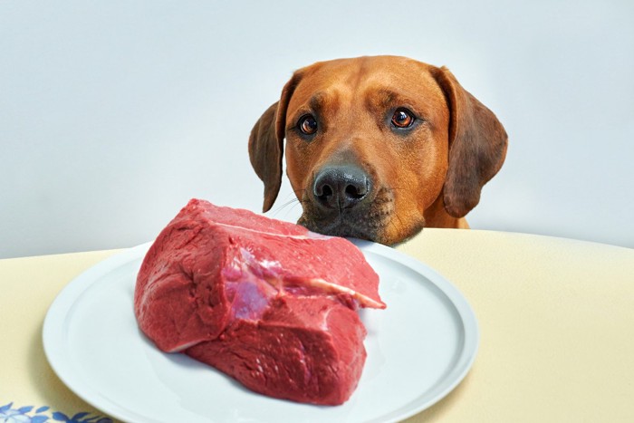 皿に乗った肉を見つめる犬