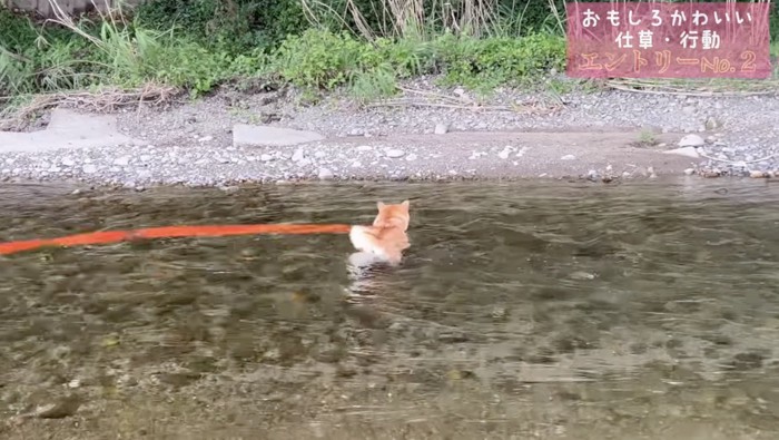 流されるわらびちゃん