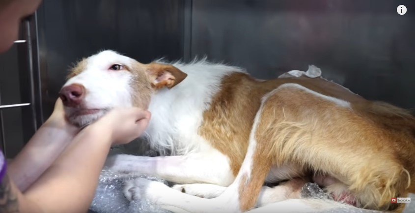 人の手に頭をのせる犬