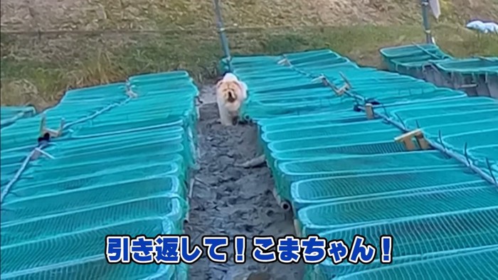 泥にハマったこまめちゃん