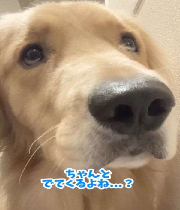 不安そうなアップの犬