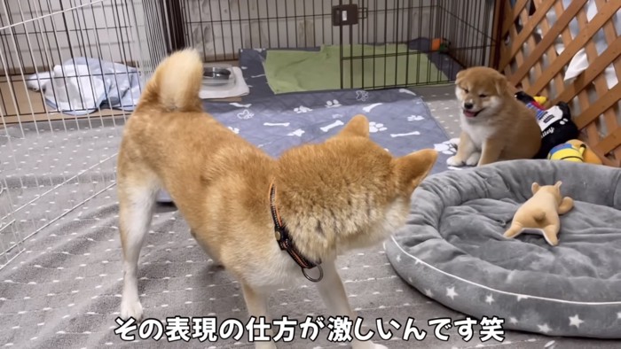 離れて子犬を見ている柴犬