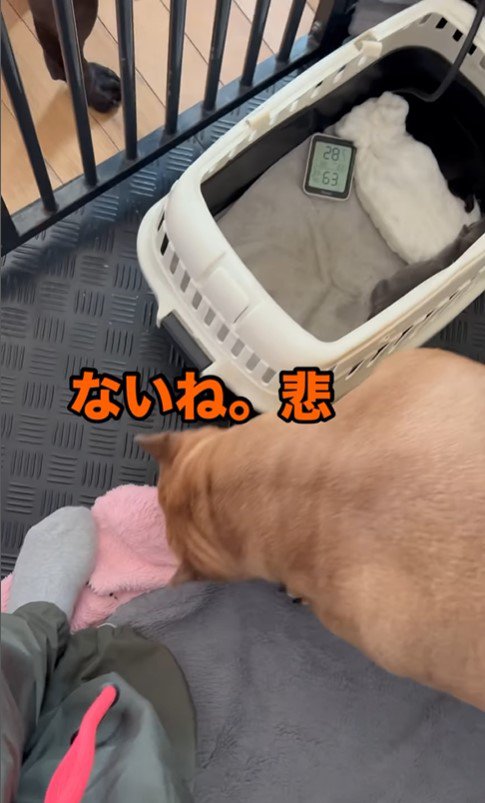 ラブちゃんと子犬の面会8