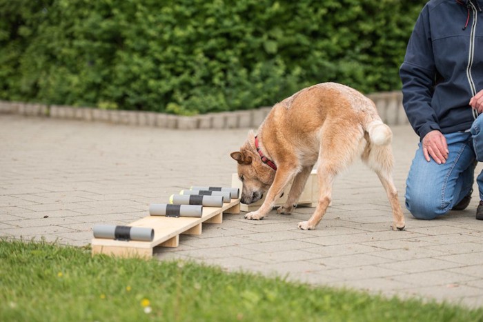 臭気選別の訓練中の犬