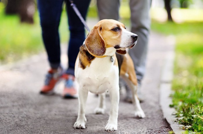 散歩中に立ち止まるビーグル犬