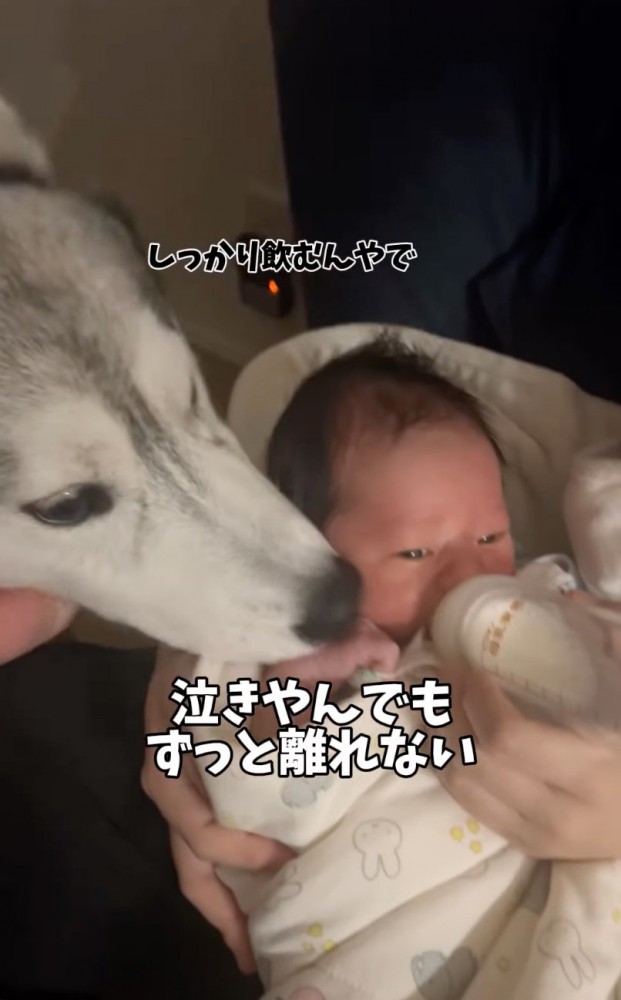 ミルクを飲む赤ちゃんを覗き込む大型犬