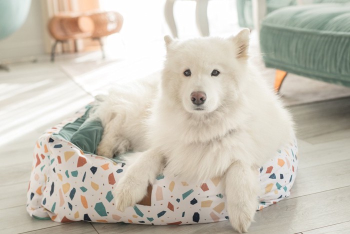 犬用ベッドに入ったサモエド