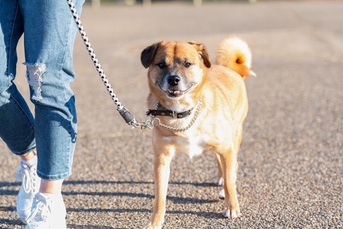 お散歩する犬