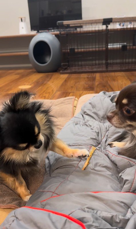 よもぎ君VSしょうぶ君の喧嘩2