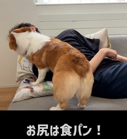 男性の顔を舐め続ける犬