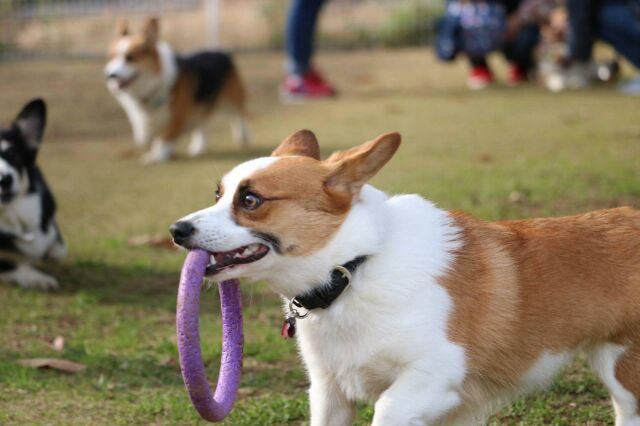 紫のおもちゃで遊ぶコーギー