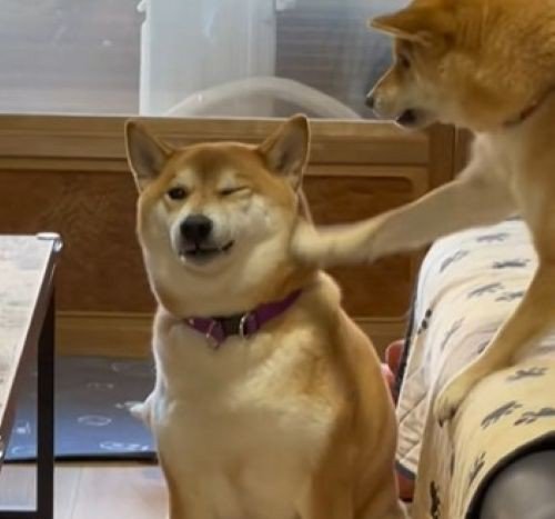 明らかに迷惑そうなお顔