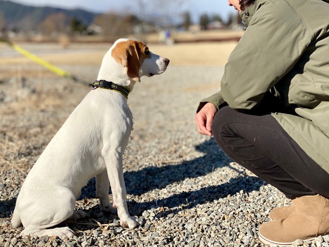 女性と向き合う犬