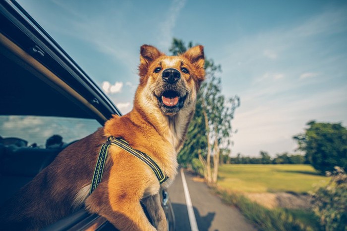 窓から体を出す犬