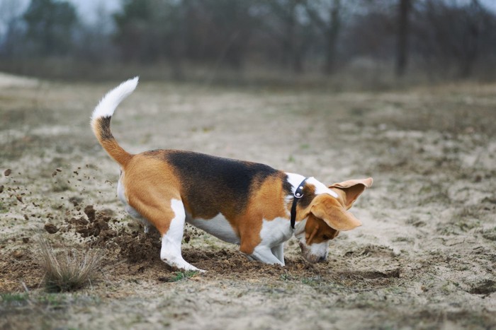 穴を掘る犬