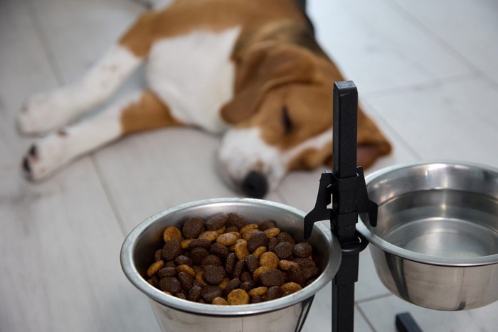 えさを食べようとしない犬