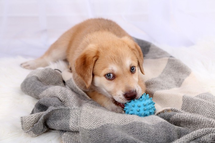 おもちゃを噛む子犬