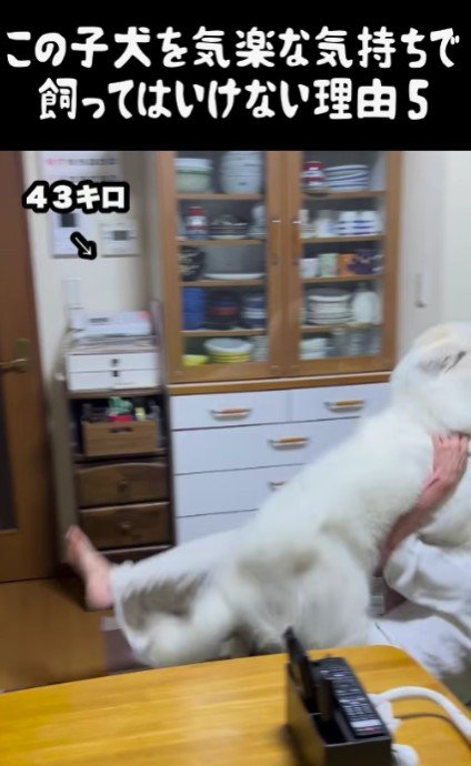 飼い主さんでも受け止められません…
