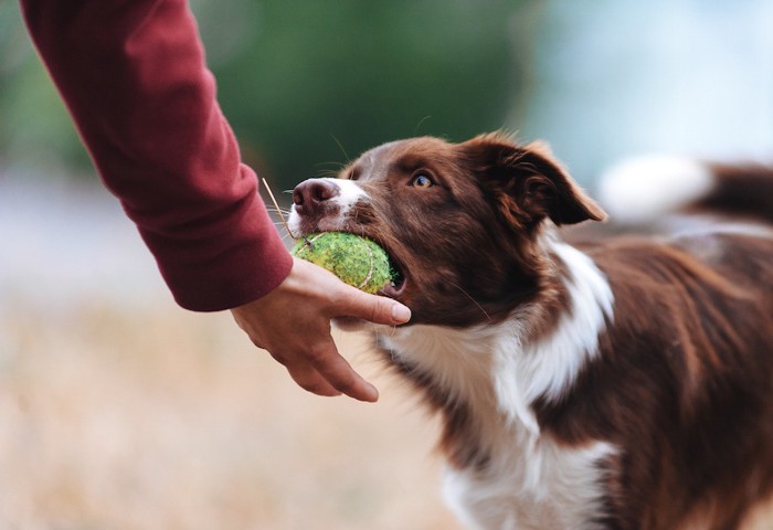 ボールを渡す犬と受け取る飼い主の手