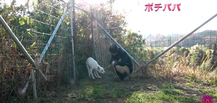 腰を引く犬