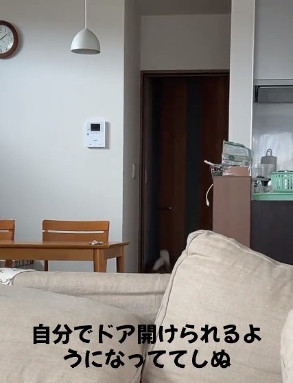 ドアを開けたくっきーちゃん
