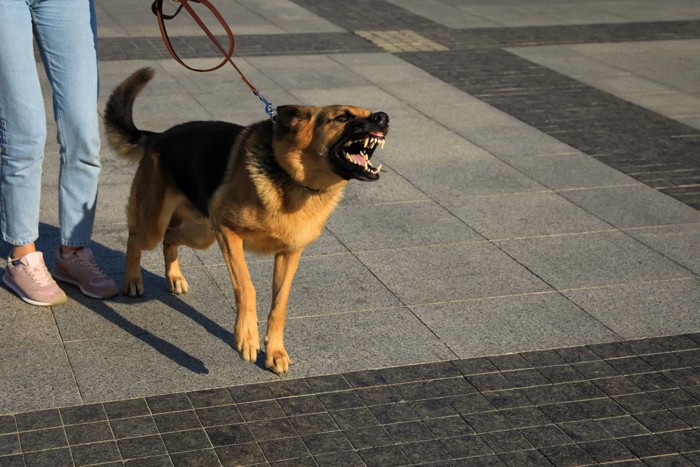 散歩中に吠える犬