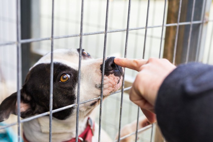 鼻を触られている犬舎の中の犬