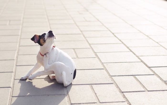 かゆそうな犬