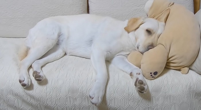 やる気なく飼い主さん見送る犬